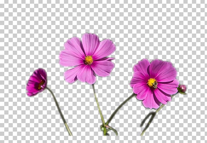 Pansy Crane's-bill Annual Plant Herbaceous Plant Family PNG, Clipart,  Free PNG Download