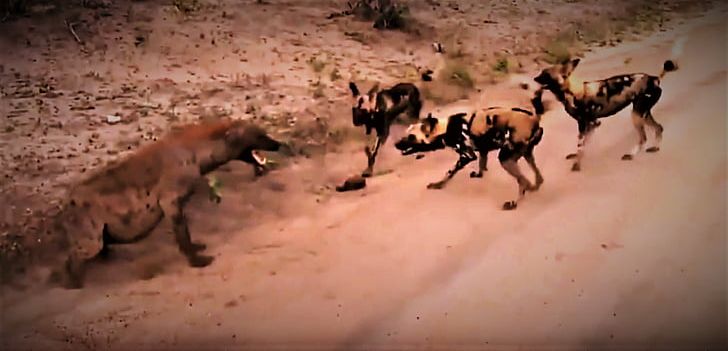 Spotted Hyena African Wild Dog Striped Hyena Lion PNG, Clipart, African Wild Dog, Animal, Animals, Brown Hyena, Carnivoran Free PNG Download