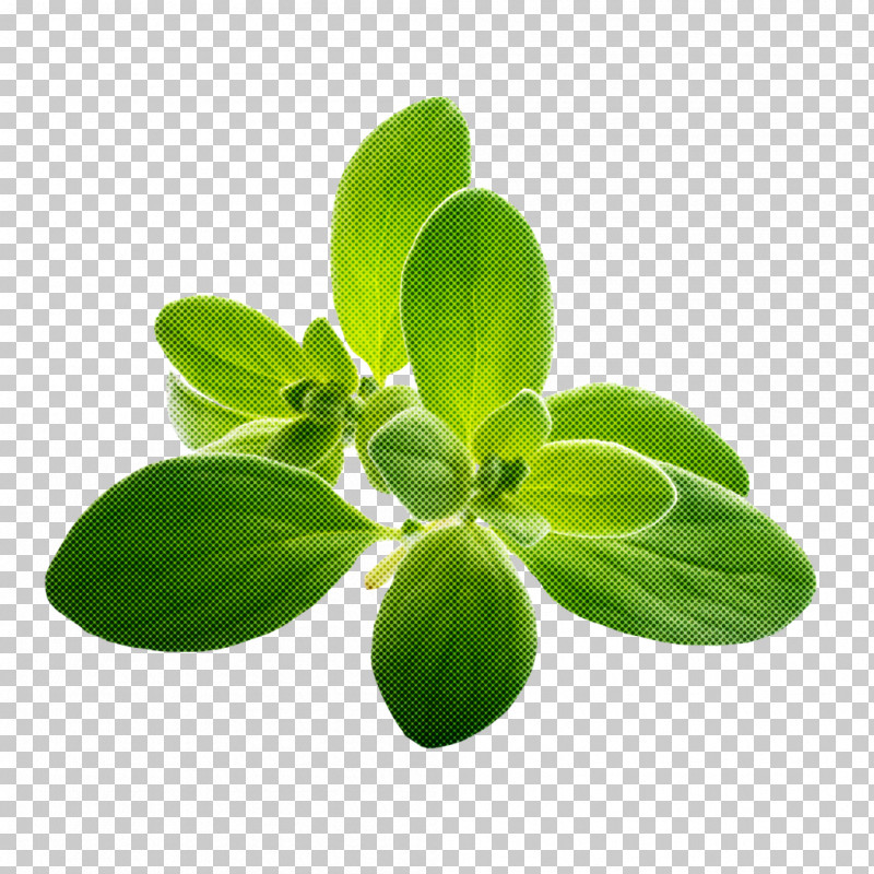 Leaf Green Flower Plant Herb PNG, Clipart, Basil, Flower, Green, Herb, Leaf Free PNG Download