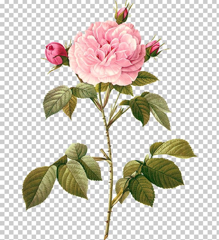 Botanical Illustration Botany Flower Art PNG, Clipart, Beach Rose, Botanical Illustrator, Botany, Branch, Centifolia Roses Free PNG Download