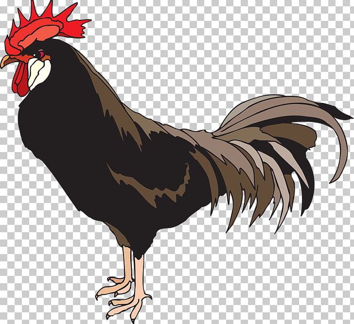 Cock PNG, Clipart, Cock Free PNG Download