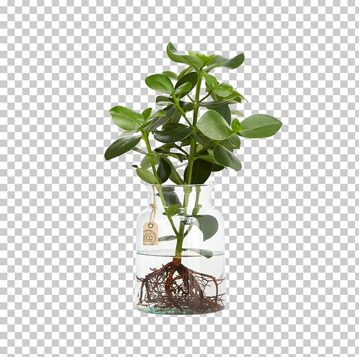 Flowerpot Clusia Rosea Embryophyta Swiss Cheese Plant Aquatic Plants PNG, Clipart, Aquatic Plants, Blume2000de, Chinese Money Plant, Clusia, Clusia Rosea Free PNG Download