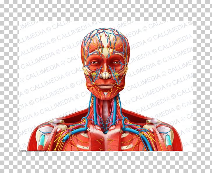 Muscle Blood Vessel Nerve Neck Head PNG, Clipart, Blood, Blood Vessel, Face, Forehead, Head Free PNG Download