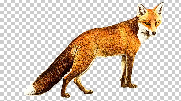 Red Fox Gray Wolf Kit Fox PNG, Clipart, Animal, Animals, Basabizitza, Carnivoran, Desktop Wallpaper Free PNG Download