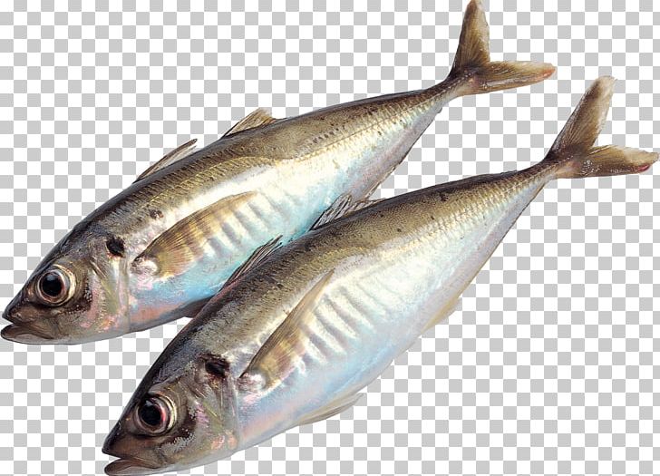Tuna Salad Fish PNG, Clipart, Anchovy, Animals, Animal Source Foods, Bass, Bonito Free PNG Download