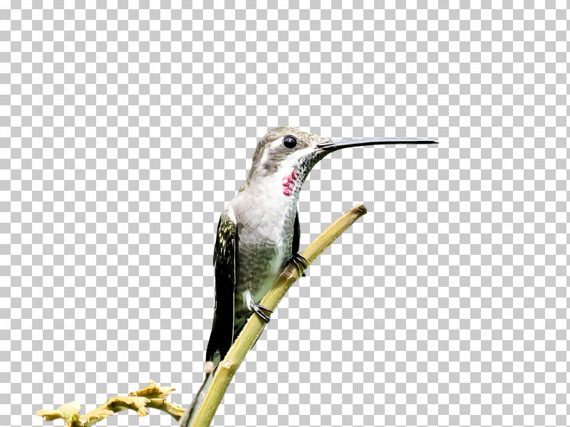 Bird PNG, Clipart, Beak, Bird, Coraciiformes, Hummingbird, Plant Free PNG Download