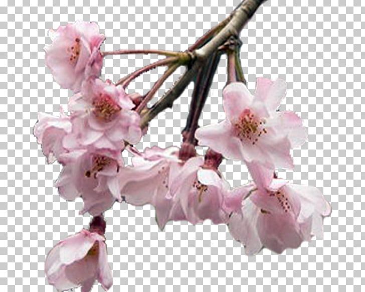 Flower Garden Cerasus Petal PNG, Clipart, Bisou, Blossom, Branch, Cerasus, Cherry Blossom Free PNG Download
