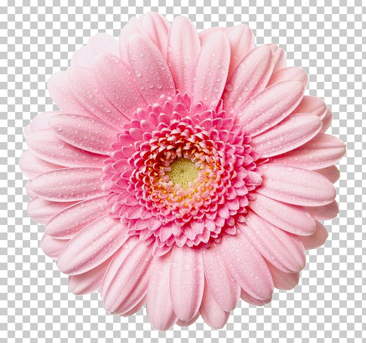 Pink Flowers Rose PNG, Clipart, Annual Plant, Asterales, Chrysanths, Closeup, Cut Flowers Free PNG Download