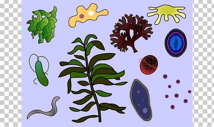 Protozoa Protist Amoeba PNG, Clipart, Amoeba, Branch, Dirty Pool Cliparts, Eukaryote, Fauna Free PNG Download