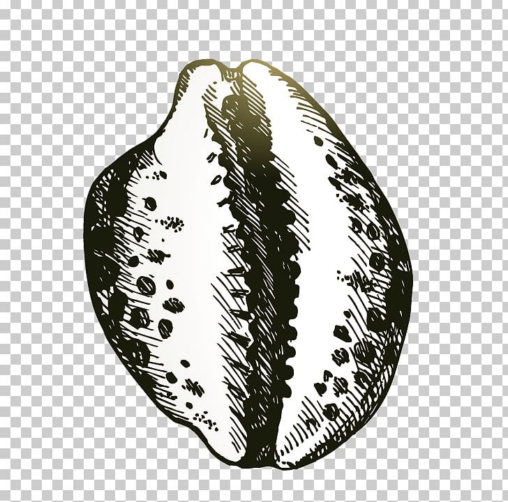 Seashell Drawing Illustration PNG, Clipart, Black, Black And White, Cartoon Conch, Conchs, Conch Shell Free PNG Download