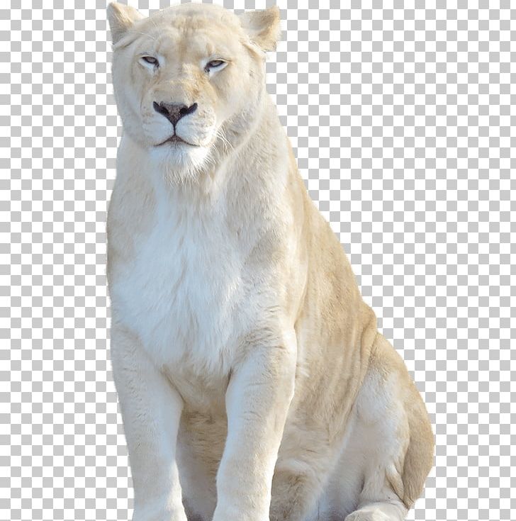White Lion Cheetah Felidae Tiger PNG, Clipart, Animal, Animals, Big Cats, Carnivoran, Cat Like Mammal Free PNG Download
