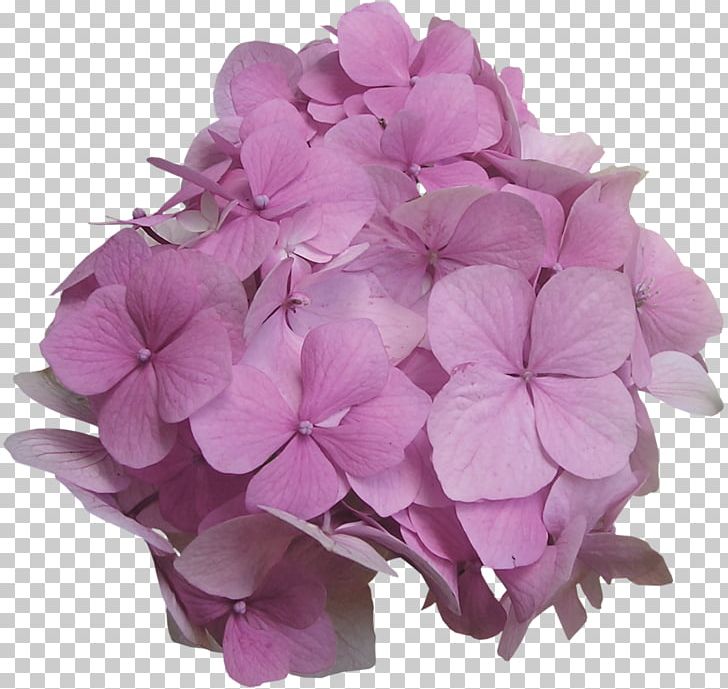 Flower Floral Design PNG, Clipart, Color, Cornales, Creative Floral Patterns, Floral, Flowering Plant Free PNG Download