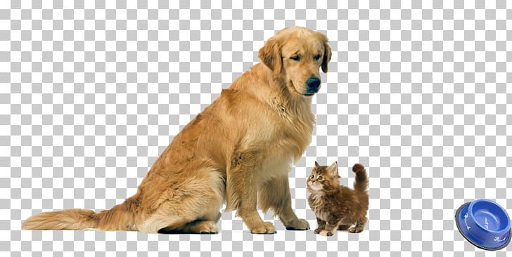 Golden Retriever Puppy Dog Breed Kitten Cat PNG, Clipart, Animals, Breed, Carnivoran, Cat, Companion Dog Free PNG Download