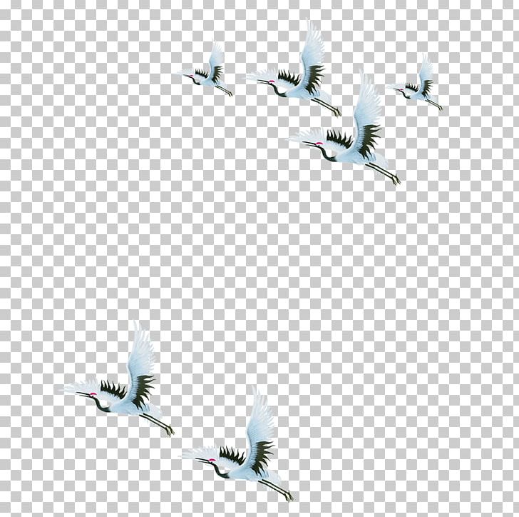Red-crowned Crane PNG, Clipart, Angle, Animal, Bird, Blue, Buckle Free PNG Download