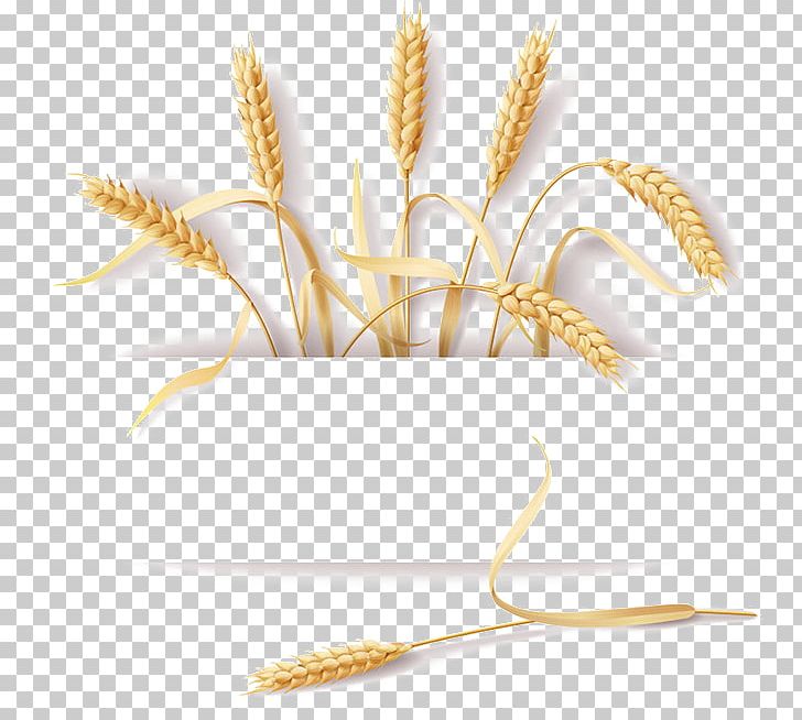 Common Wheat Cereal Ear Rye PNG, Clipart, Bread, Cereal Germ, Crop, Download, Emmer Free PNG Download