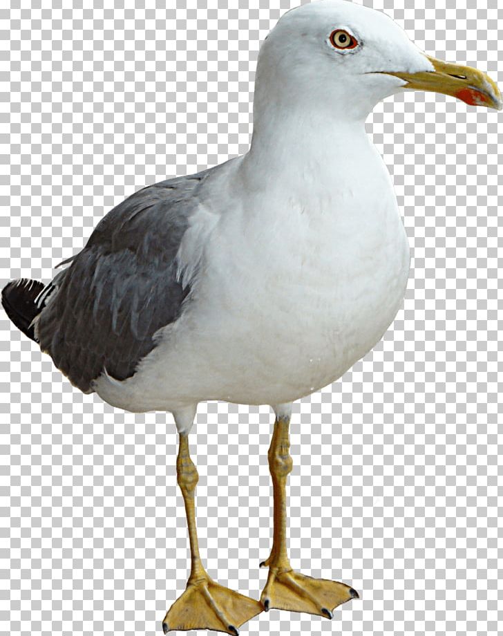 Gulls Bird PNG, Clipart, Animals, Beak, Bird, Charadriiformes, Display Resolution Free PNG Download