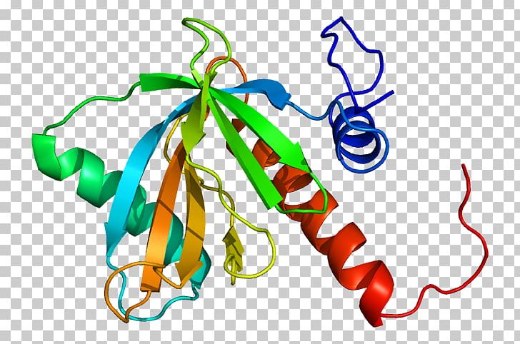 NUMB Protein Notch Signaling Pathway Cell Gene PNG, Clipart, Artwork, Cell, Common Fruit Fly, Enzyme Inhibitor, Gene Free PNG Download