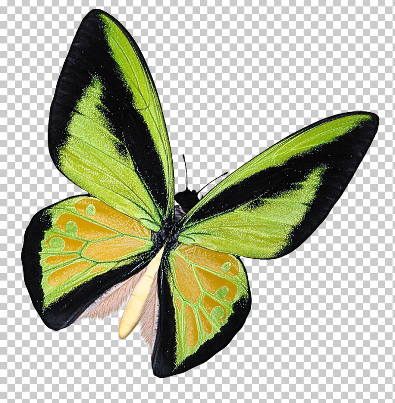 Monarch Butterfly PNG, Clipart, Brushfooted Butterflies, Butterflies, Clouded Yellow, Insect, Monarch Butterfly Free PNG Download
