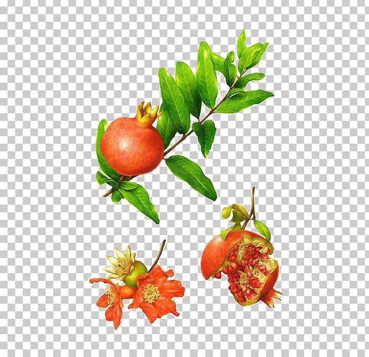 Botanical Illustration Behance Botany Illustrator Illustration PNG, Clipart, Acer, Behance, Branch, Cartoon, Decoupage Free PNG Download