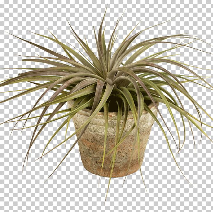 Flowerpot Arecaceae Houseplant Grasses PNG, Clipart, Arecaceae, Arecales, Buckle, Family, Flower Free PNG Download