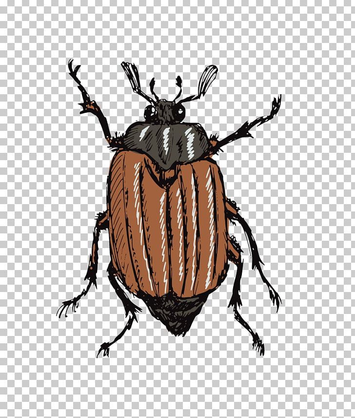 Insect Drawing Stock Photography Illustration PNG, Clipart, Animals, Arthropod, Beetle, Beetle Frame, Beetles Free PNG Download