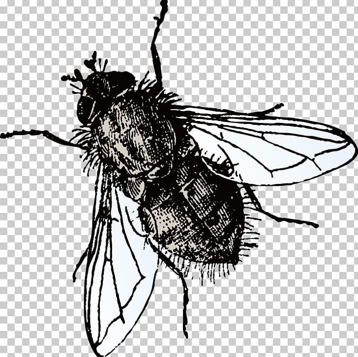 Microsoft PowerPoint Fly Template Presentation Slide PNG, Clipart, Animals, Arthropod, Black And White, Download, Drawing Free PNG Download