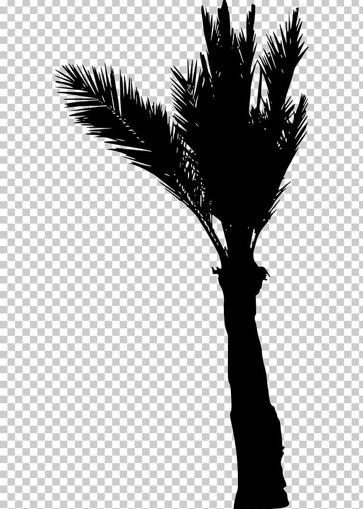 Asian Palmyra Palm Arecaceae Silhouette Black And White PNG, Clipart, Animals, Arecaceae, Arecales, Asian Palmyra Palm, Black And White Free PNG Download