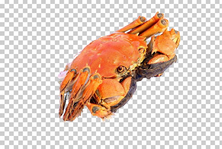 Chinese Mitten Crab Lobster Seafood PNG, Clipart, American Lobster, Animal, Animals, Animal Source Foods, Cangrejo Free PNG Download