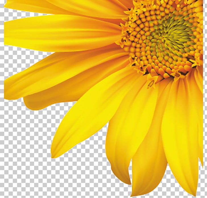 Common Sunflower PNG, Clipart, Art, Christmas Decoration, Corner, Daisy Family, Decor Free PNG Download