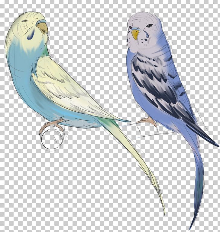 Parakeet Macaw Lovebird Fraxure Haxorus PNG, Clipart, Beak, Bird, Bird Of Prey, Business, Christmas Free PNG Download
