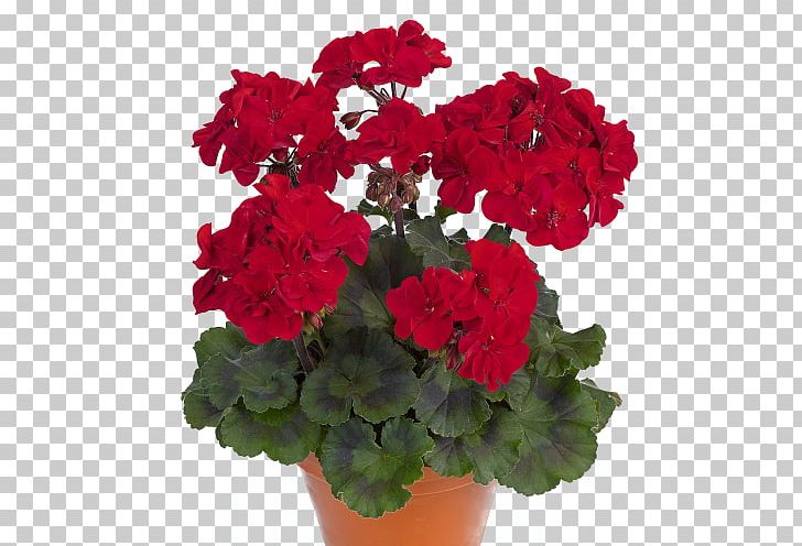 Pelargonium Zonale Ivy Geranium Crane's-bill Sweet Scented Geranium Garden Geranium PNG, Clipart,  Free PNG Download