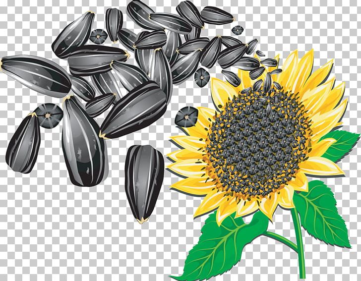 Sunflower Seed Common Sunflower PNG, Clipart, Art, Cuisine, Daisy Family, Drawing, Flower Free PNG Download