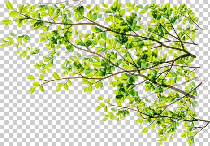 Tree Green Branch Sunlight PNG, Clipart, Background Green, Beautiful, Branch, Color, Digital Free PNG Download