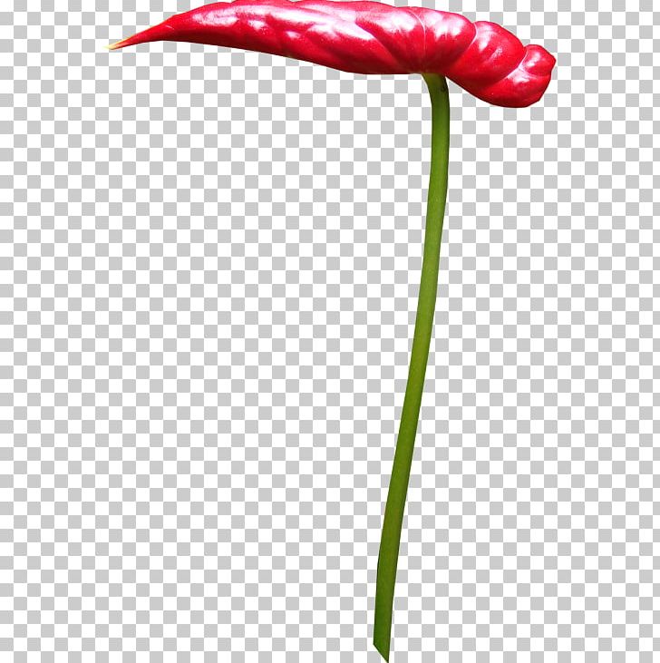 Tulip Flower Red PNG, Clipart, Autumn Flowers, Color, Cosmetics, Flower, Flowering Plant Free PNG Download