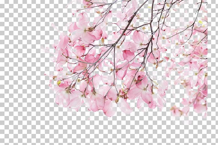 Watercolor Painting Illustration PNG, Clipart, Art, Blossom, Blossoms, Branch, Cartoon Free PNG Download