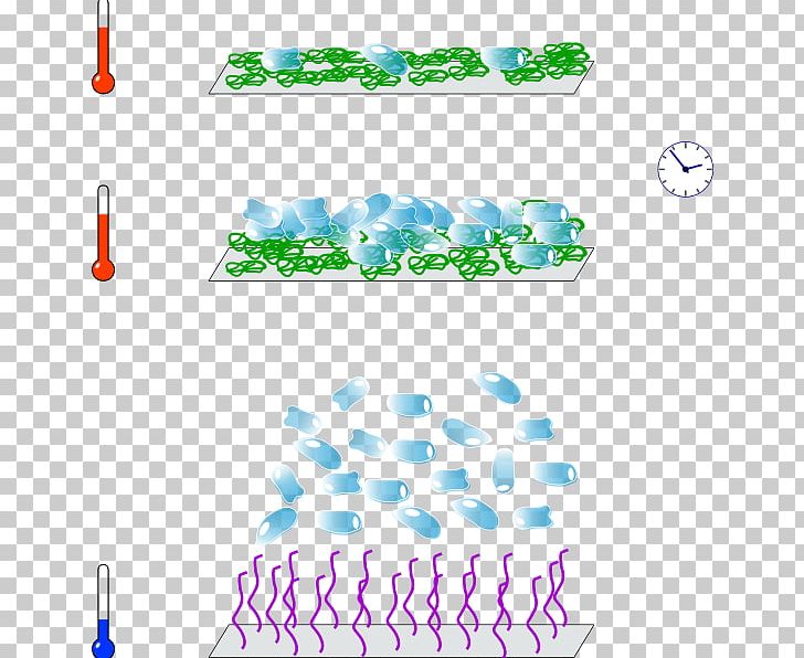 Cell And Tissue Culture Cell Culture Poly(N-isopropylacrylamide) Temperature-responsive Polymer PNG, Clipart, Aqua, Area, Biology, Blue, Body Jewelry Free PNG Download