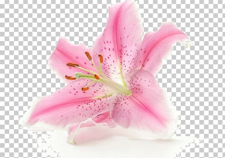 Flower White PNG, Clipart, Beautiful, Clip Art, Color, Flower, Flower Bouquet Free PNG Download