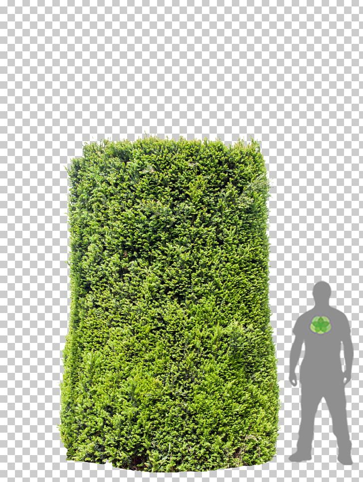 Hedge Shrub Tree PNG, Clipart, Evergreen, Grass, Hedge, Plant, Shrub Free PNG Download