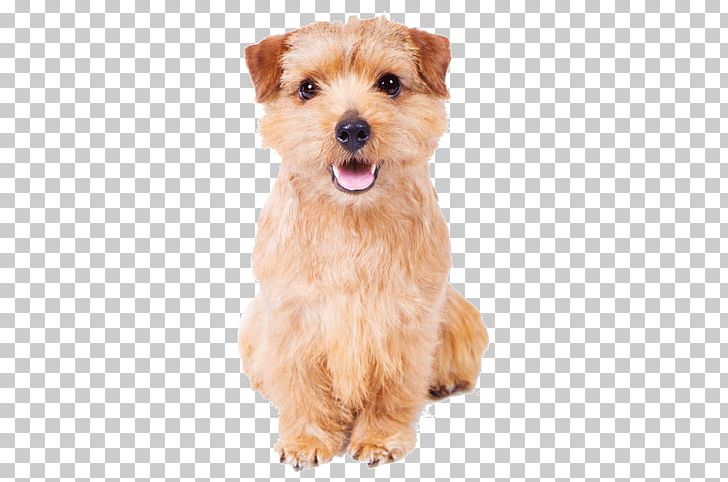 norfolk terrier kennel club