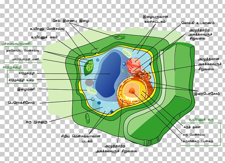 Plant Cell Cell Wall Cell Nucleus PNG, Clipart, Area, Biology, Cell, Cell Membrane, Cell Nucleus Free PNG Download