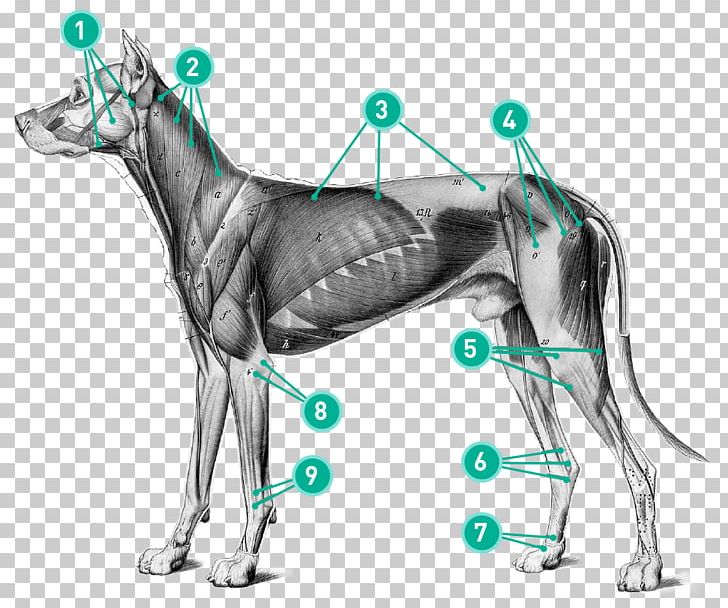 Dog Anatomy Art Anatomia Animal PNG, Clipart, Anatomy, Animals, Art, Artist, Bone Free PNG Download