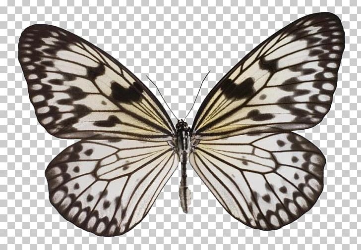 Monarch Butterfly Idea Leuconoe Insect Pupa PNG, Clipart, Arthropod, Brush Footed Butterfly, Butterflie, Butterfly, Butterfly House Free PNG Download