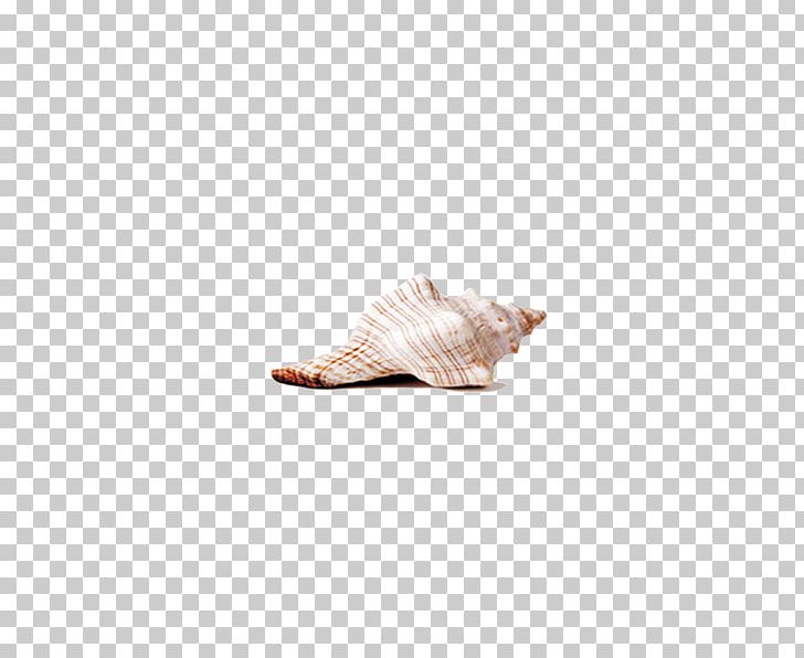 Photographic Studio Seashell Beige Inch PNG, Clipart, Beige, Cartoon Conch, Conch, Conchs, Conch Shell Free PNG Download