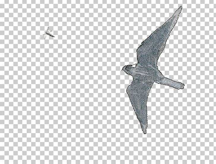 Eurasian Hobby Bird Aile Drawing PNG, Clipart, Aile, Animals, Beak, Binoculars, Bird Free PNG Download
