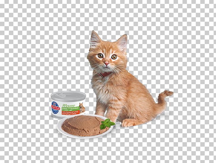 Kitten Whiskers Domestic Short-haired Cat Cat Food PNG, Clipart,  Free PNG Download