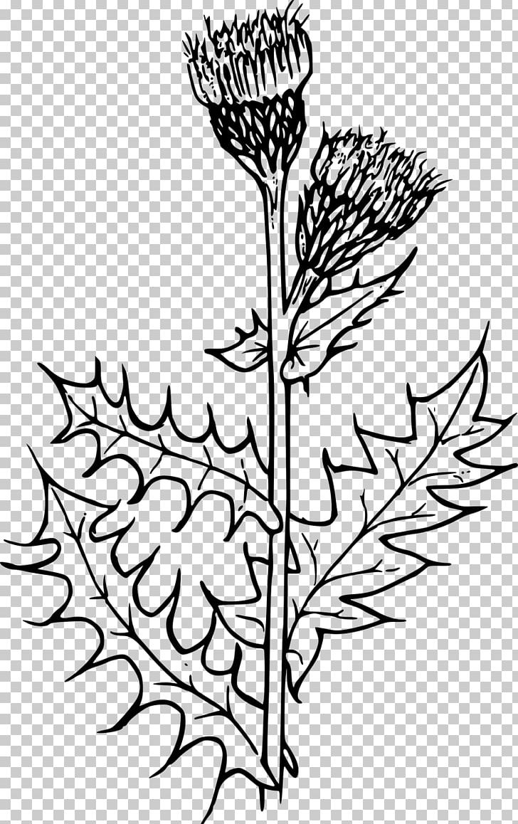 Milk Thistle Flower Creeping Thistle PNG, Clipart, Artwork, Black And White, Branch, Bud, Cirsium Vulgare Free PNG Download