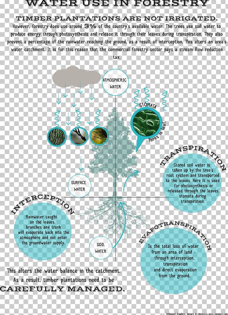 Tree Water Line Font PNG, Clipart, Diagram, Line, Nature, Organism, Text Free PNG Download
