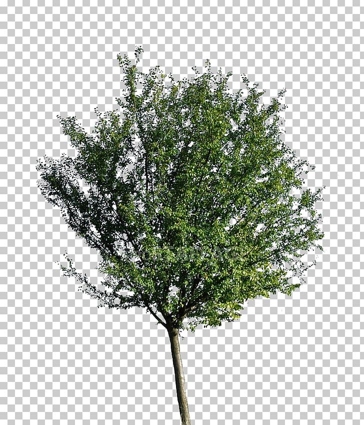 Neem Tree Stock Photography Oak PNG, Clipart, Branch, Deviantart, Evergreen, Nature, Neem Tree Free PNG Download