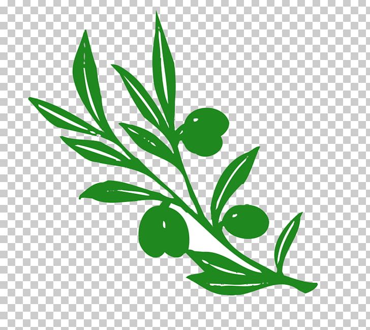 Olive Branch Olive Branch Tree PNG, Clipart, Branch, Clipart, Clip Art, Drawing, Flora Free PNG Download