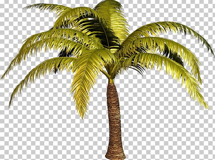 Arecaceae Tree Plant PNG, Clipart, Arecaceae, Arecales, Attalea Speciosa, Coconut, Date Palm Free PNG Download